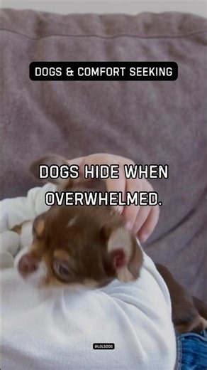 Dogs hide when overwhelmed. Self-regulation.