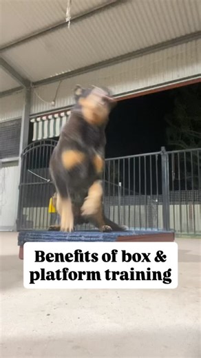 Benefits of training your dog on a platform👇 The box isn’t there to limit the dog, it’s there to teach them how to organise their body. Benefits of box / platform training: • Clear marker training, the dog understands exactly what’s being rewarded • Full body awareness, four feet, weight shifts, balance and alignment • Strong foundations for heel work and position training • Back-end awareness without physical manipulation • Improved strength, stability, and coordination • Mental stimulation wi