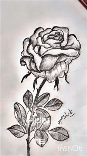 realistic rose 🌹 Sketch@meri hasrat tu song 🥳🥳