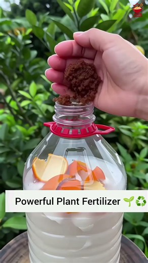 Turn Kitchen Waste into Powerful Plant Fertilizer 🌱♻️ #shortsfood