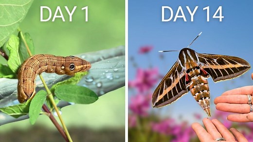 I Tried to Raise a Pet Moth | Jessie JJ