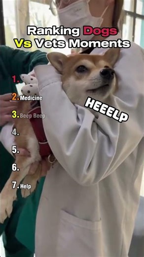 Ranking Dogs Vs Vets Moments