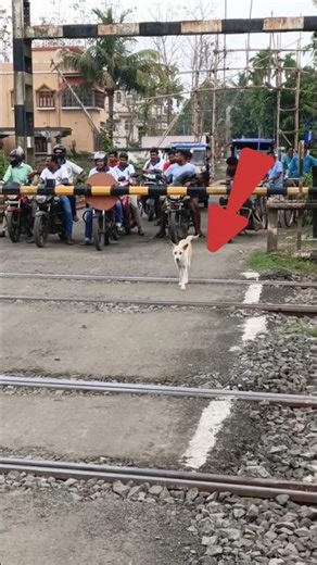 Dog undercrossing Railgate #train #railtrack #publictransport #expresstrain #railwaycontent #rail