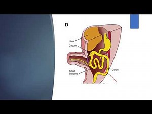 Development of midgut/ rotation of midgut- easy embryology gross anatomy channel