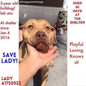 󾌧󾠁 Lady is another urgent dog at the shelter! She is in the back of west wing, when you approach her kennel she asks you to please adopt her! She truly needs a loving home! Lady #A1750022 is a 3-year old bulldog/lab mix, has been at the shelter since Jan 4, 2016. 75 DAYS AT THE SHELTER‼️‼️ Lady is a lady! She walks great on the leash, is very friendly with everyone she meets! She is a LOVE BUG! Loves treats, very gentle to get them from your hand and loves belly rubs! Lady is a treasure! And w
