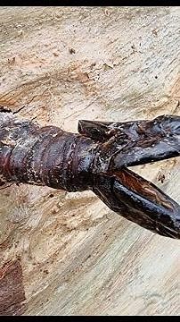 Giant Wood Moth Chrysalis - Sydney Australia