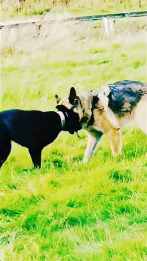 Extreme Tug of War: German Shepherd vs Belgian Malinois