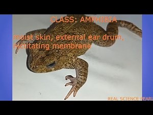 Dissection of a toad part1 by Samuel