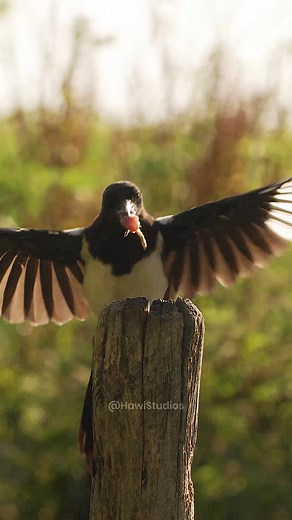 77K views · 696 reactions | Magpie flies towards a dead tree carrying food #magpie #bird #fly #food #nature #wildlife HA19907 #photography #love #instagood #photooftheday #beautiful #art #photographylovers #naturephotography #birdphotography | HAWI Studios | Facebook