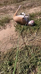 52 reactions · 19 shares | Someone is happy it’s Friday!  Do you also throw yourself on the ground and cover yourself in filthy dirt to celebrate the end of the week? Then maybe you should meet our cute boy, Toby (A231081) available for adoption, foster, and rescue! | Pinal County Animal Care and Control | Facebook