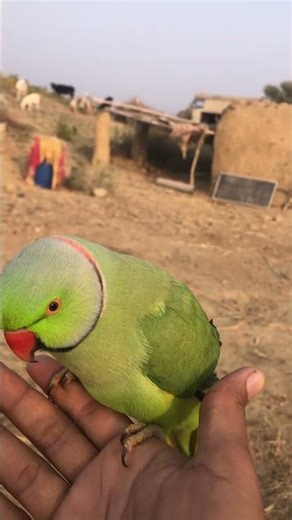 Parrot Repeating Owner’s Words Perfectly