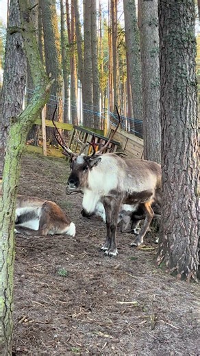Celebrating Christmas in Scotland