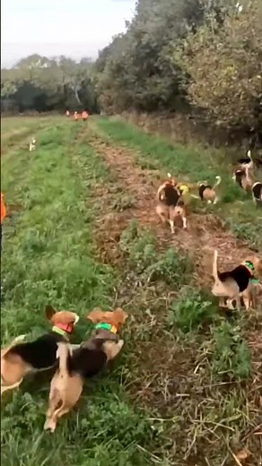 30 beagles derrière un chevreuil blessé #chasse #chien #hunting