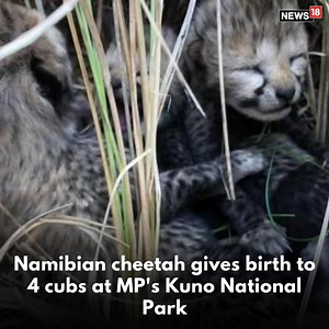 One of the Namibian cheetahs has given birth to four cubs at the Kuno National Park in Madhya Pradesh. 🎥: Bhupender Yadav/ Twitter #Cheetah #Namibian #cubs #animalvideo #MadhyaPradesh | News18