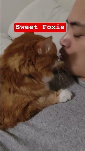 sweet Foxie #cats #cat #catvideos #catlovers #catshorts #subscribe #subscribers #subscribemychannel