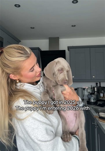 Cherishing My Weimaraner Puppy Through Time