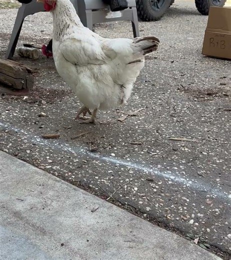 Hypnotize a Chicken With a Line!🐔