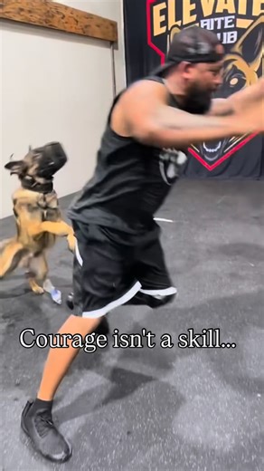 Juan and Kali | Dogs & Animal friends on Instagram: "Courage in a protection dog is not something you manufacture. It is something that comes from birth. The dogs who excel in protection work are not created through pressure or intimidation. They are born with a naturally stable and confident nervous system. That courage comes from generations of selective breeding. Dogs who could face conflict without folding, hold their ground without panic, and think clearly even when adrenaline rises. But ra