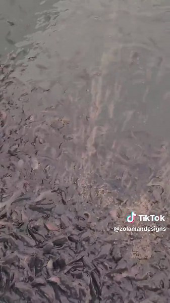 zolamandesigns on TikTok