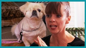 1.2M views · 10K reactions | The owners of Princess use HARSH punishments with a choke chan to stop her lunging, but Victoria is deeply concerned by the dangers of such methods. ▶ Get more dog training tips from Victoria Stilwell on her official site: https://positively.com ▶To enroll in Victoria’s dog training courses at the Victoria Stilwell Academy: https://www.vsdogtrainingacademy.com | Me Or The Dog | Facebook