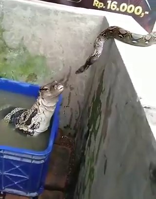 La serpiente creía que era una serpiente como ella hasta que la lagartija sacó su mano, fíjense en la conmoción de la serpiente 😂