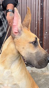 Great Dane #prasanth360 #radankennel #reels #video #tamilreels #greatdane #reels #fbreels #coimbatore #information #tamilvideo #newyear | Prasanth360