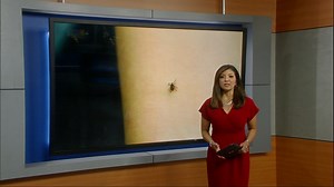 Top tested repellents for mosquitoes and ticks