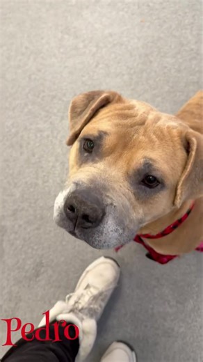 Adorable … meet Pedro Genesee County Animal Control | Genesee County Animal Shelter Dogs and Cats