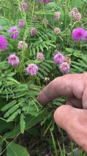 Sensitive Brier (Devil's Shoelaces)