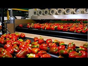 Small but Mighty — How This Country Competes With American Farms