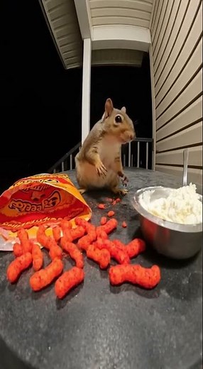 Flaming Hot Cheetos Challenge. #ai #funny #animals #viralvideo