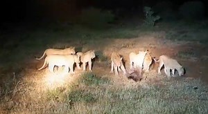 Watch as Lions pick the wrong porcupine to mess with in Kruger National Park, South Africa. #wildlife #krugersightings #wildanimals #krugernationalpark #nature Mfundo on Safari | Wildest Kruger Sightings