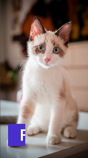 Nombres para gatos machos