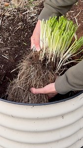 196K views · 3.1K reactions | Divide your chives for an endless...