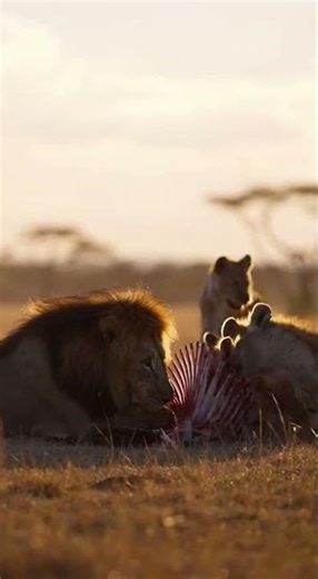 Lone Lion vs Hyena Clan The Fight to Protect His Kill,,,