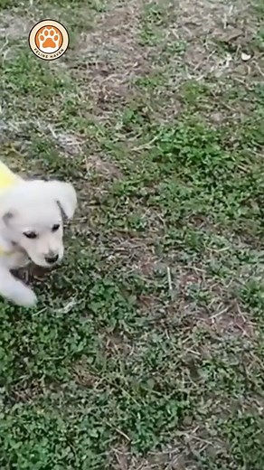 Thrown Away Like Trash, He Looked Dead — But He Was Still Fighting to Breathe” | Feline Haven