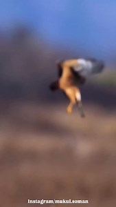 A harrier hawk female, using her amazing hovering skills to scan for prey in the marsh. Fascinating behavior from a fascinating species. . . . . #earthcapture #nikoncreators #best_birds_of_ig #featured_wildlife #birds_captures | Mukul Soman