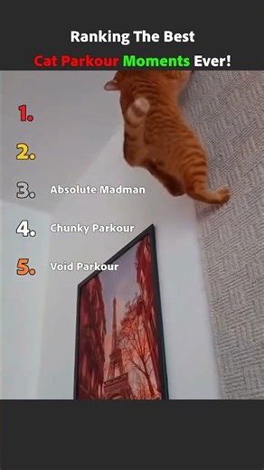 Ranking The Best Cat Parkour Moments Ever!