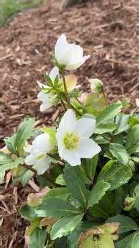 Helleborus x sahinii 'Winterbells'