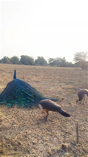 This amazing peacock dance is winning everyone’s heart ❤️ Watch till the end 😱🔥#peacock #shorts