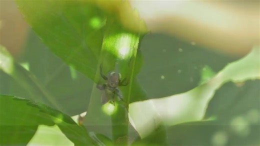 💧 L'aquaponie est une approche merveilleuse pour la culture des légumes et poissons. Si vous êtes aussi passionnés que moi par cette méthode ou si vous avez des questions sur la culture en aquaponie, n'hésitez pas à suivre la chaine "Aquaponie Culture". Je suis là pour partager mes connaissances Restez à l'affût pour en savoir plus ! 🌍🌿 #Aquaponie #AquaponieJardin #FaitMaison | Aquaponie Culture