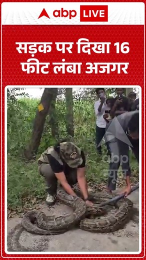 Viral Video : सड़क पर दिखा 16 फीट लंबा अजगर #अजगर #PythonSnake #GiantPython #SnakeViralVideo
