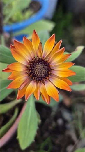 Beautiful marguerite flowers in December #marguerite #kopsht #garden #lule #flowerszone #flowers