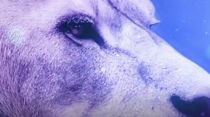 Medieval London's exotic beasts put back on display