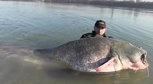 Giant catfish captured