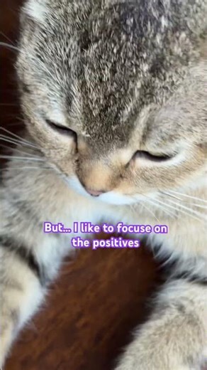 Hehe #lifeisanart #cat #animalart