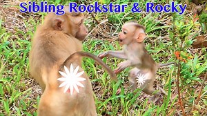 2.8K views · 65 reactions | So Amazing Baby Rockstar Run To Comfort Big Brother Rocky After Mama Rozy Make Rocky Scary Her | Pigtail Monkey Daily | Facebook