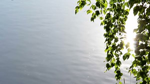 Download Birch Tree Leaves And Water Surface for free