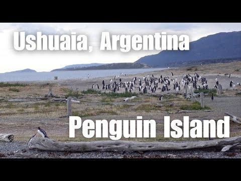 Taking a cruise down the Beagle Channel to Penguin Island (Isla Martillo)- Ushuaia, Argentina