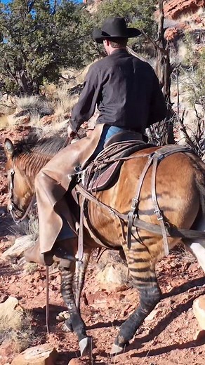 39K views · 19K reactions | The zorse | Western Works | Facebook